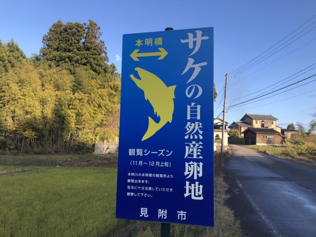 サケの自然産卵地